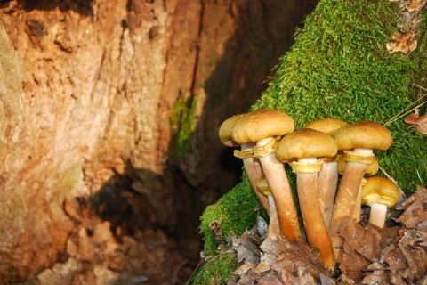 Mushrooms Stock Photos