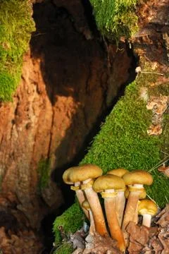 Mushrooms Stock Photos