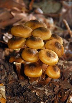 Mushrooms Stock Photos