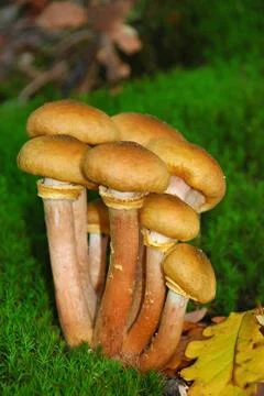 Mushrooms Stock Photos