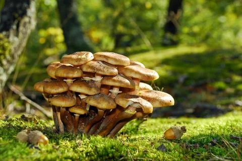 Mushrooms Stock Photos