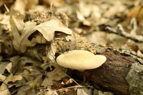 Mushrooms Stock Photos