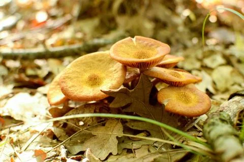 Mushrooms Stock Photos