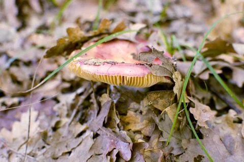 Mushrooms Stock Photos