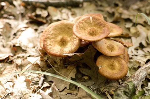 Mushrooms Stock Photos