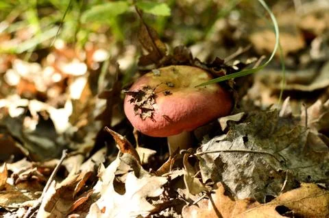 Mushrooms 스톡 사진