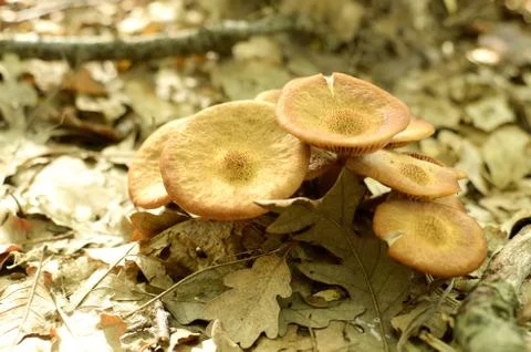 Mushrooms 스톡 사진