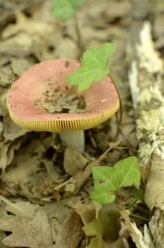 Mushrooms Foto stock