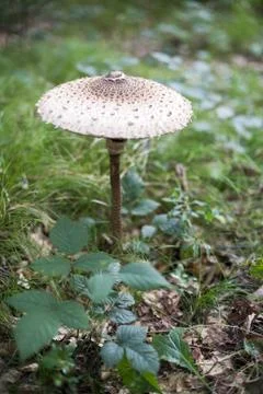 Mushrooms Stock Photos