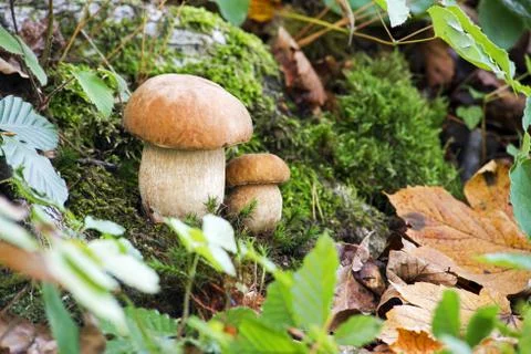 Mushrooms Stock Photos