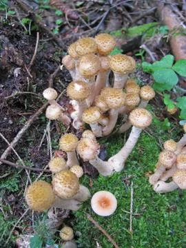 Mushrooms Stock Photos