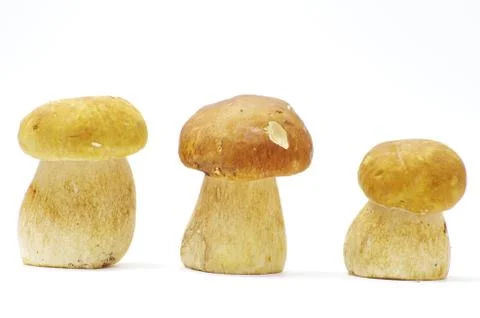 Mushrooms Stock Photos