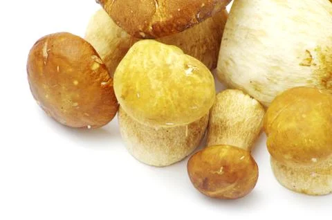 Mushrooms Stock Photos