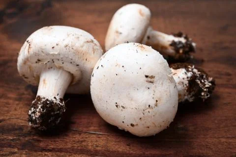 Mushrooms 写真素材