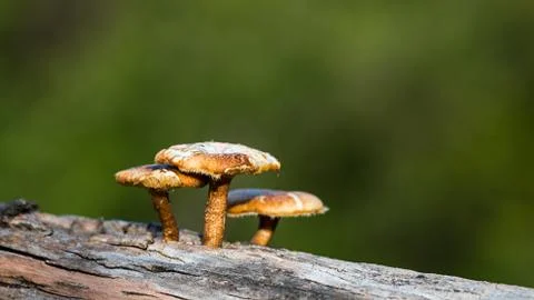 Mushrooms Stock Photos