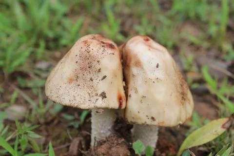 Mushrooms Stock Photos