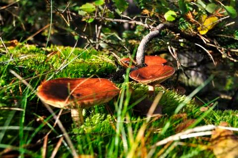 Mushrooms Stock Photos