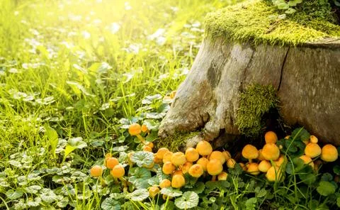 Mushrooms Stock Photos