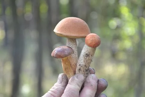 Mushrooms Stock Photos