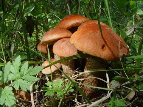 Mushrooms Stock Photos