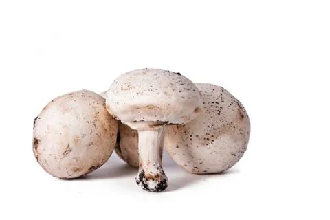Mushrooms Stock-Fotos