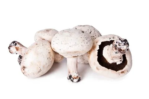 Mushrooms Stock Photos