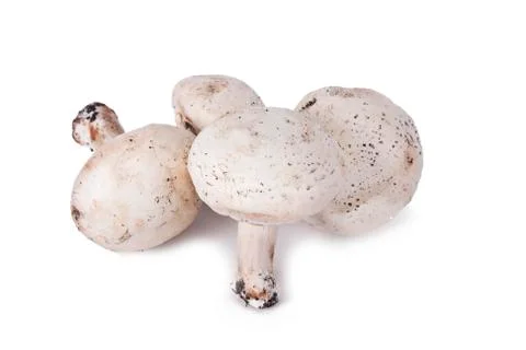 Mushrooms Stock-Fotos