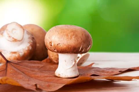 Mushrooms Foto stock