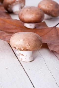 Mushrooms 스톡 사진