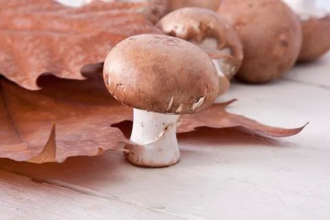 Mushrooms Stock-Fotos