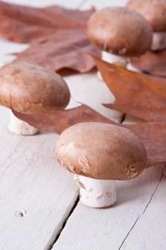Mushrooms Foto stock