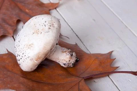 Mushrooms 스톡 사진