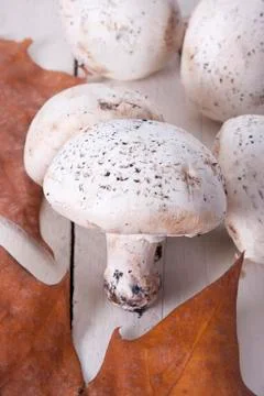 Mushrooms Stock Photos