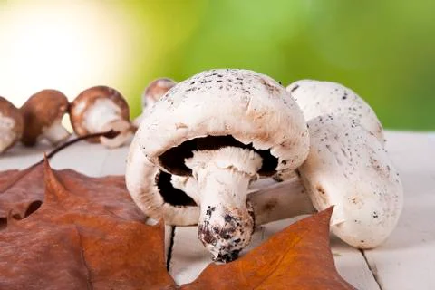 Mushrooms Foto stock