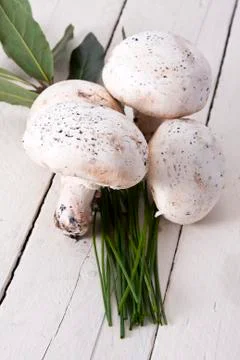 Mushrooms Stock Photos