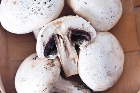 Mushrooms Stock Photos