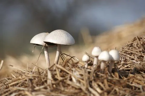 Mushrooms Stock Photos