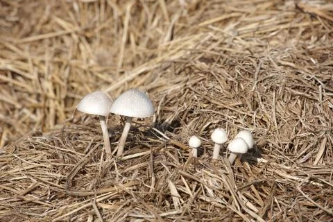 Mushrooms Foto stock