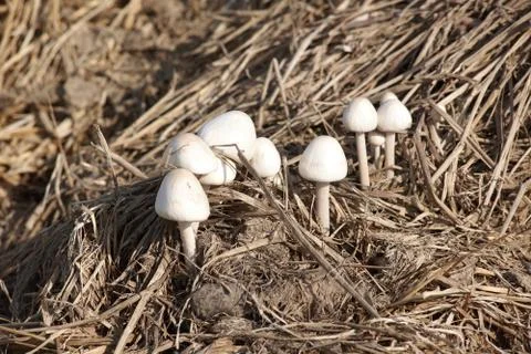 Mushrooms Stock Photos
