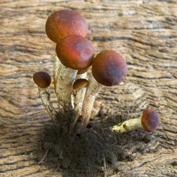 Mushrooms Stock Photos