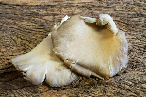 Mushrooms Foto stock