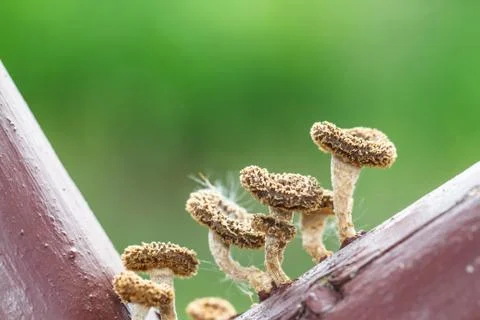 Mushrooms Stock Photos