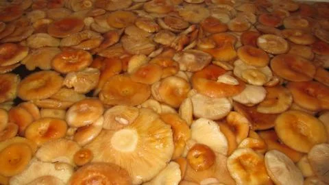Mushrooms Stock Photos