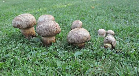 Mushrooms Stock Photos