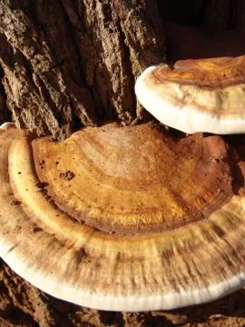 Mushrooms Stock Photos