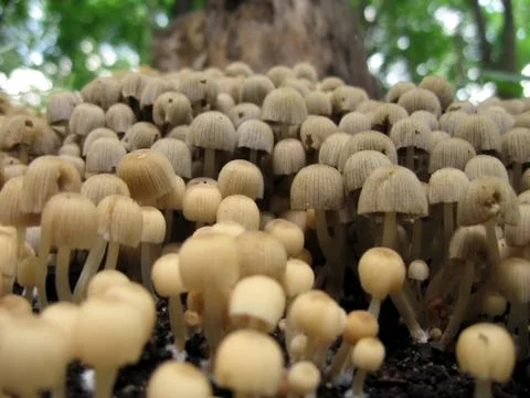 Mushrooms Foto stock