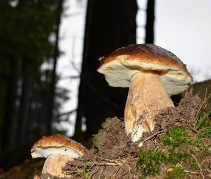 Mushrooms Stock Photos