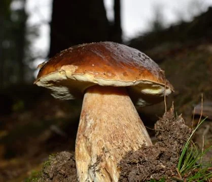 Mushrooms Stock Photos