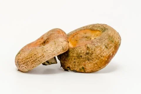 Mushrooms Stock Photos