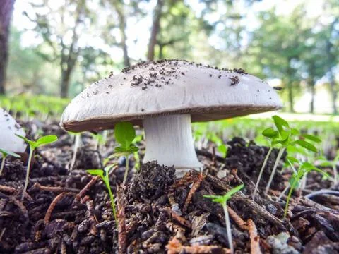 Mushrooms Stock Photos